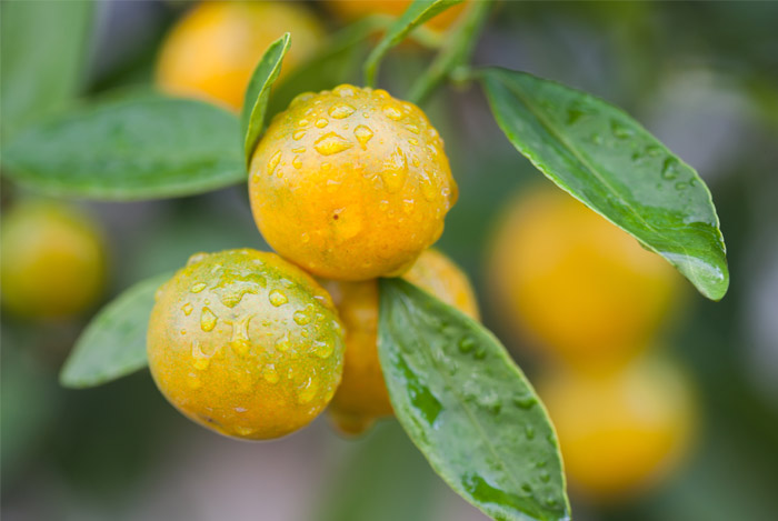 T Pills Containing Ephedra Wow Weight Acacia Rigidula Research