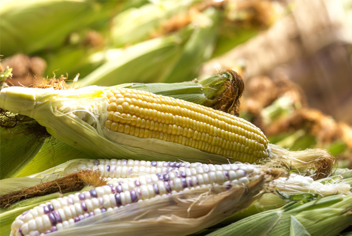 corn husks