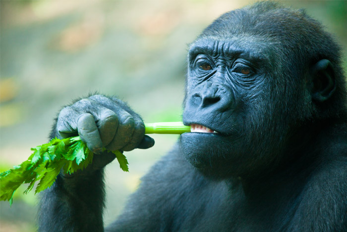 Raw Food Eating - What Did Our Ancestors Eat