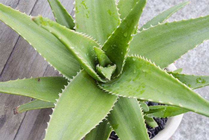 aloe vera plant