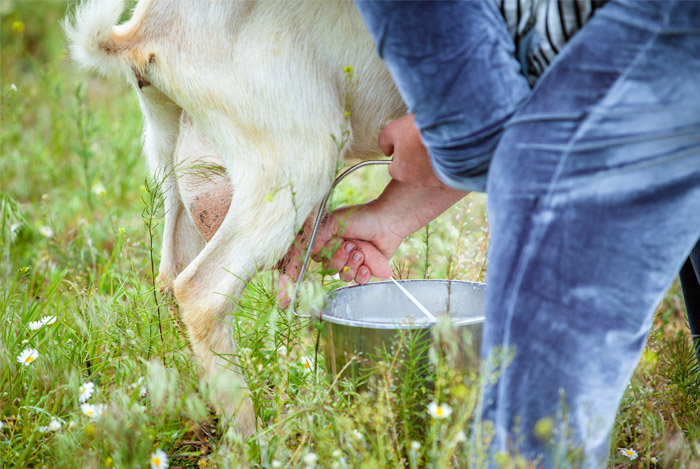 goat being milked