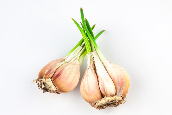 best of garlic
