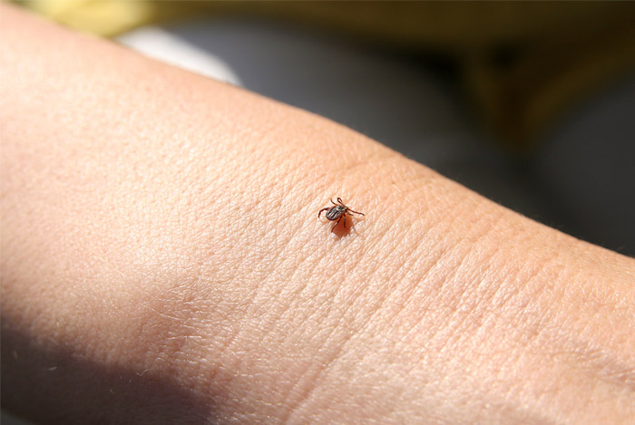 avoid tick bites