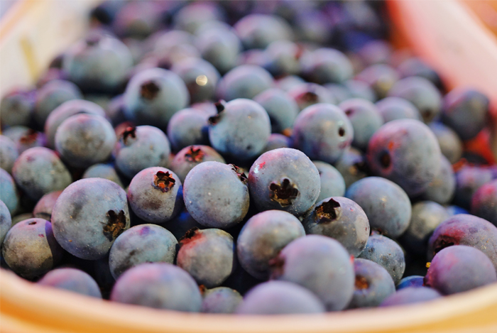 best blueberries