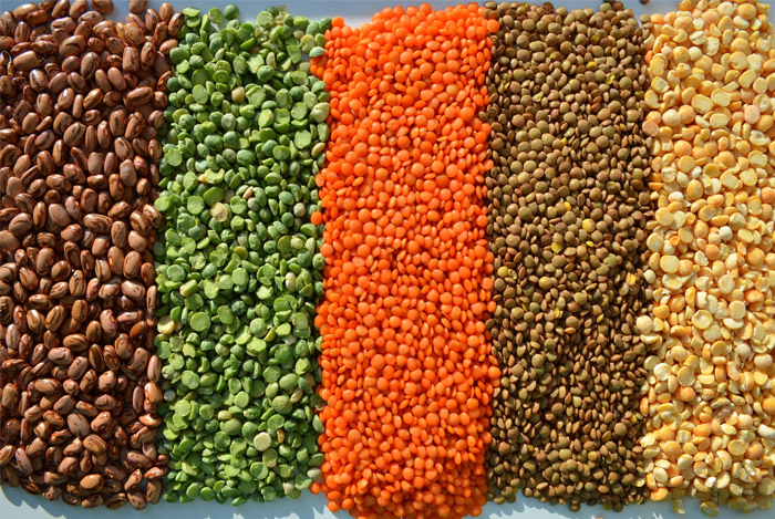 lentils beans