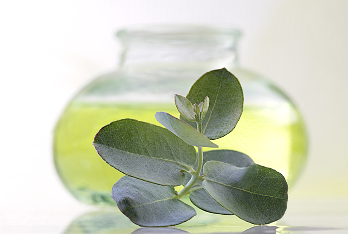 Eucalyptus Oil: Extraordinary or Essentially Useless?