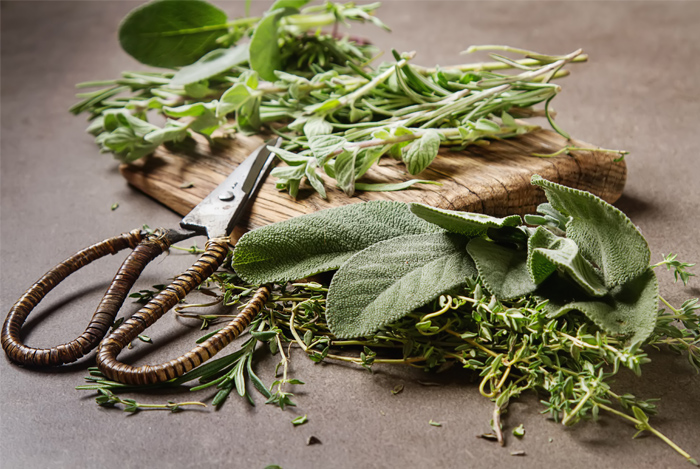 Get Back to Nature: The Best Herbs for Your Body