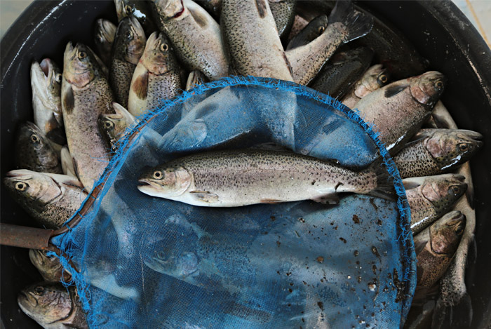 Wild Caught or Farmed Fish?: Does it Really Make a Difference to Your Health?